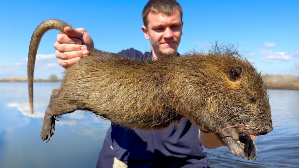 These Giant Invasive Rats are Destroying Louisiana!